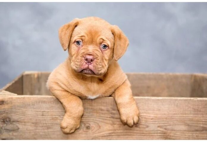 Top Male Dog Names Starting with O Top Male Dog Names Starting with O