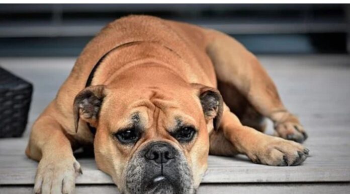 Top 85 Boy Dog Names Starting with Q Top Male Dog Names Starting with Q