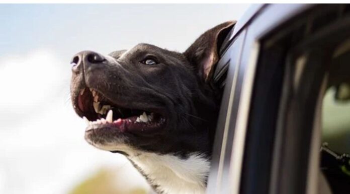 Top 260 Boy Dog Names Starting with T Top Male Dog Names Starting with T