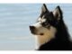Top 90 Boy Dog Names Starting with U Top Male Dog Names Starting with U