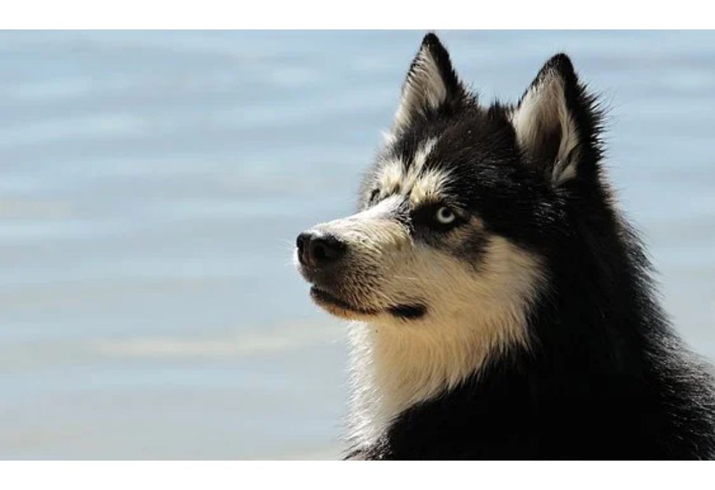 Top Male Dog Names Starting with U