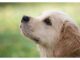 Top 80 Boy Dog Names Starting with V Top Male Dog Names Starting with V