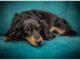 Top 20 Boy Dog Names Starting with X Top Male Dog Names Starting with X