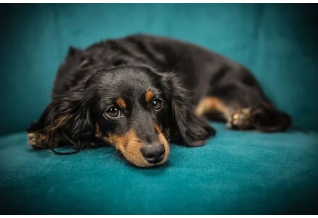 Top Male Dog Names Starting with X