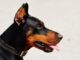 Top 70 Boy Dog Names Starting with Y Top Male Dog Names Starting with Y