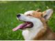 Top 80 Boy Dog Names Starting with Z Top Male Dog Names Starting with Z