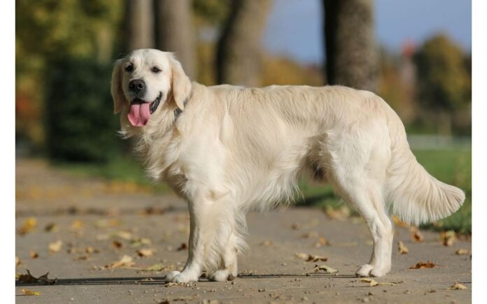 Best Golden Retriever Names for Male & Female Dog Best Golden Retriever Names for Male & Female Dog