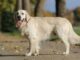 500 Best Golden Retriever Names for Male & Female Dogs Best Golden Retriever Names for Male & Female Dog