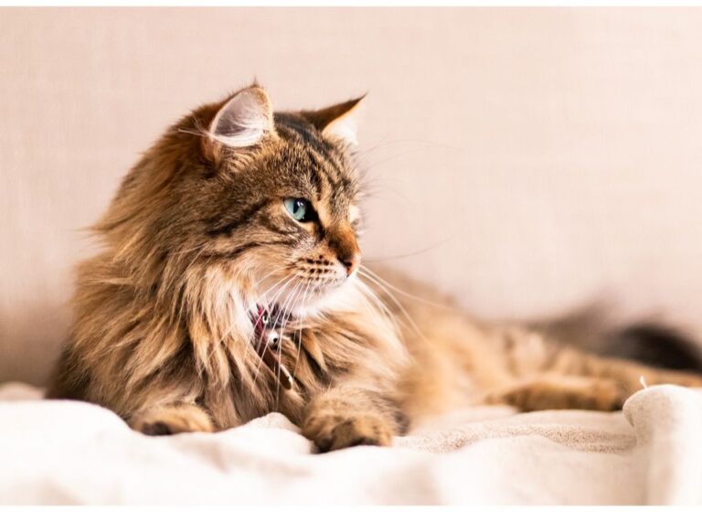 Top 500 Cat Names Starting with A