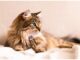 400+Top Female Cat Names That Start With A Cat Names Starting with A