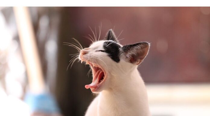 400+Top Male Cat Names That Start With B Cat Names Starting with B