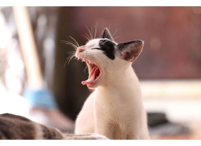Cat Names Starting with B Cat Names Starting with B
