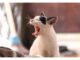 Top 500 Cat Names Starting with B Cat Names Starting with B