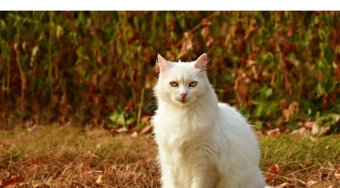400+Top Male Cat Names That Start With C Cat Names Starting with C