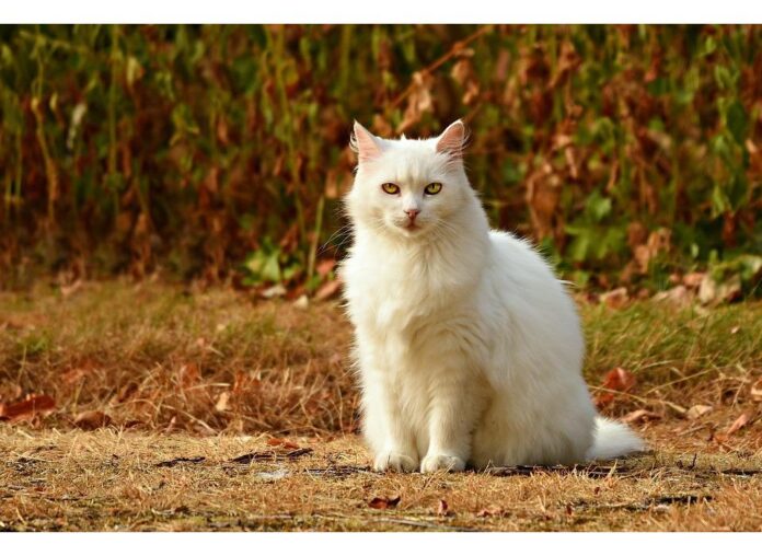 Cat Names Starting with C