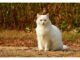400+Top Female Cat Names That Start With C Cat Names Starting with C
