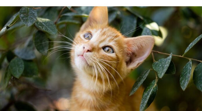 Top 500 Cat Names Starting with D Cat Names Starting with D