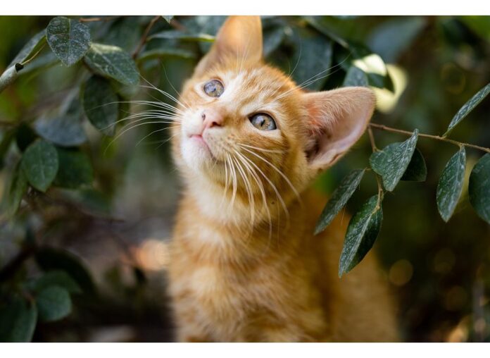 Cat Names Starting with D Cat Names Starting with D