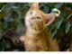 200+Top Female Cat Names That Start With D Cat Names Starting with D