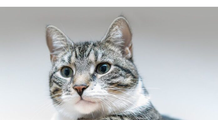 Top 450+ Cat Names Starting with E Cat Names Starting with E