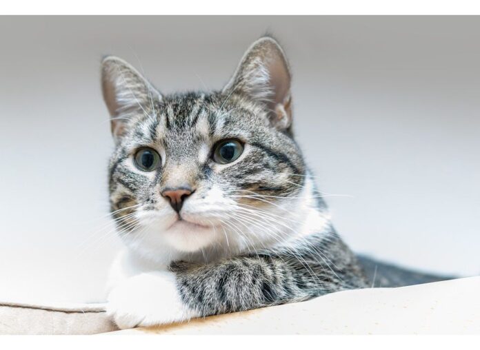 Cat Names Starting with E Cat Names Starting with E
