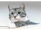 Top 450+ Cat Names Starting with E Cat Names Starting with E