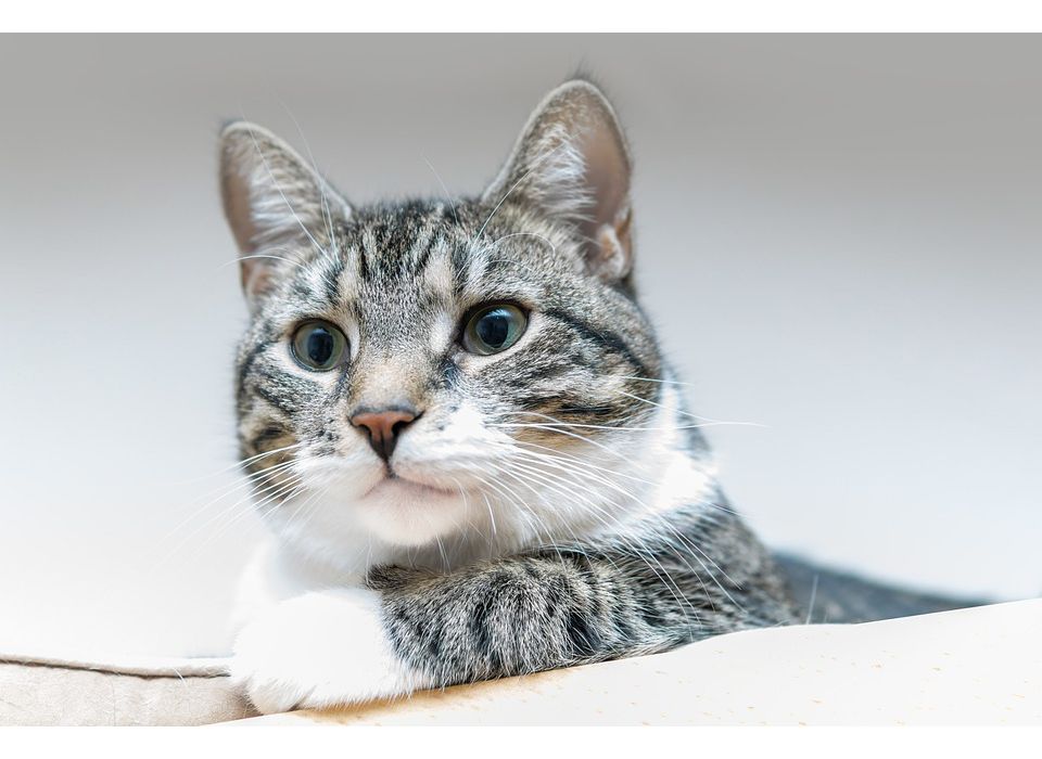 Cat Names Starting with E