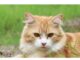 Top 450+ Cat Names Starting with F Cat Names Starting with F