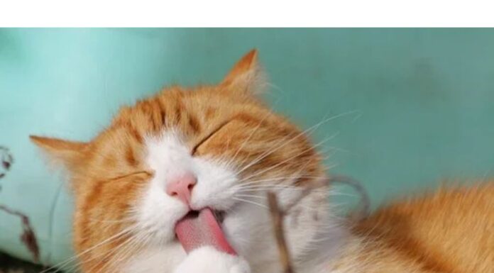 300+Top Male Cat Names That Start With G Cat Names Starting with G