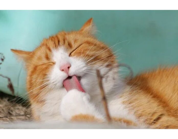 Cat Names Starting with G Cat Names Starting with G