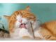 200+Top Female Cat Names That Start With G Cat Names Starting with G