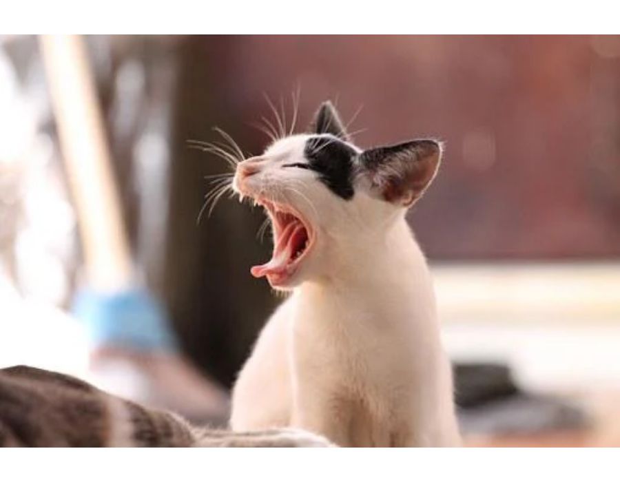 Cat Names Starting with H