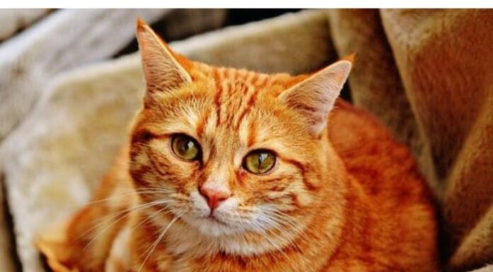 100+Top Male Cat Names That Start With I Cat Names Starting with I