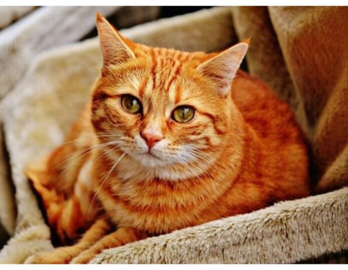 Cat Names Starting with I Cat Names Starting with I