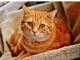 150+Top Female Cat Names That Start With I Cat Names Starting with I