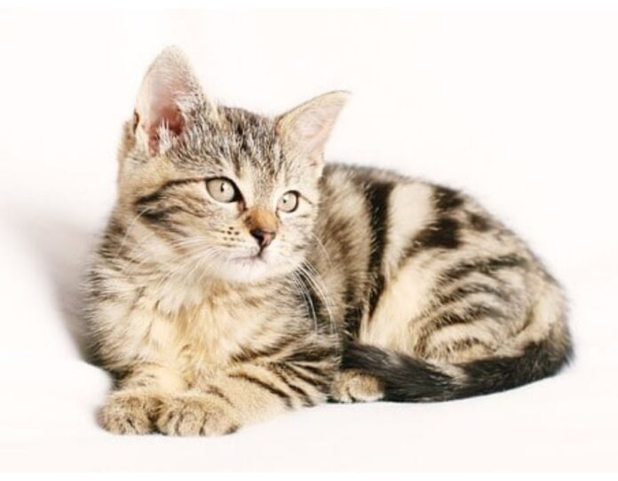 Cat Names Starting with J Cat Names Starting with J