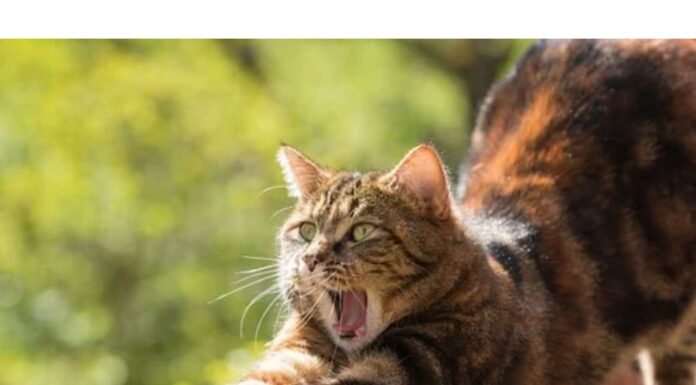 250+Top Male Cat Names That Start With K Cat Names Starting with K