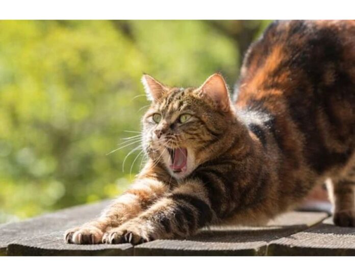 Cat Names Starting with K Cat Names Starting with K