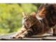 250+Top Male Cat Names That Start With K Cat Names Starting with K