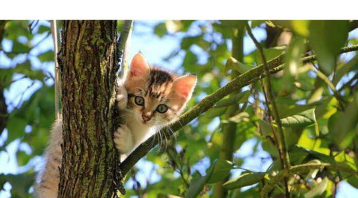 300+Top Male Cat Names That Start With L Cat Names Starting with L