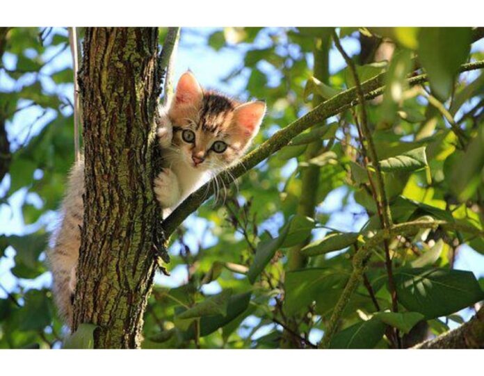 Cat Names Starting with L