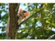 Top 450+ Cat Names Starting with L Cat Names Starting with L