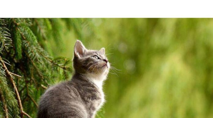 Top 500+ Cat Names Starting with M Cat Names Starting with M