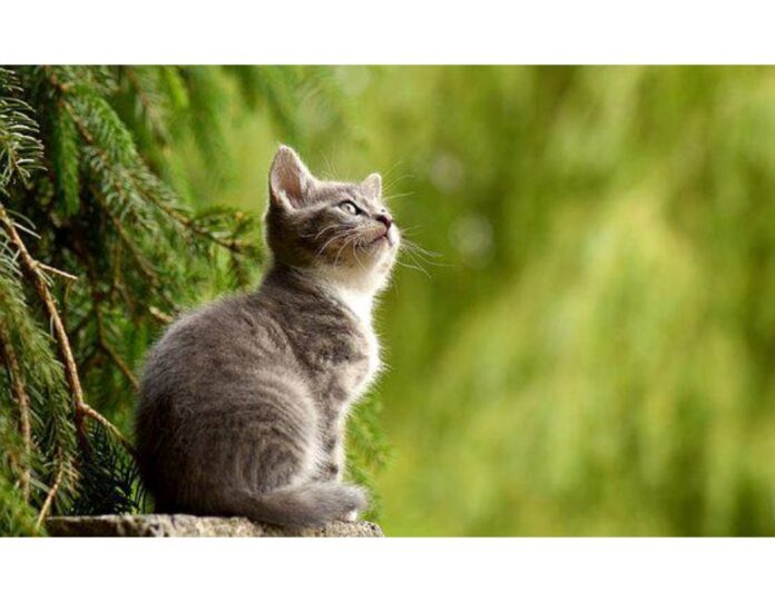 Cat Names Starting with M