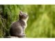 300+Top Female Cat Names That Start With M Cat Names Starting with M