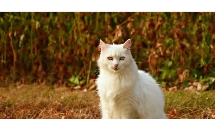 150+Top Male Cat Names That Start With N Cat Names Starting with N