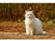 Top 350+ Cat Names Starting with N Cat Names Starting with N