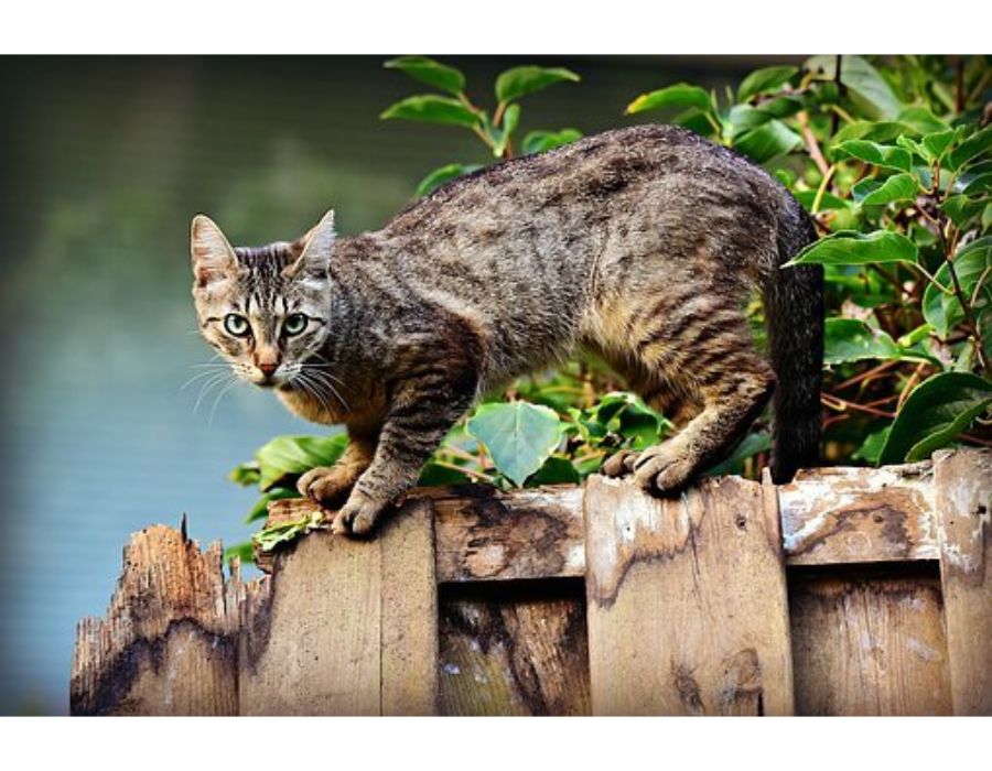 Cat Names Starting with O