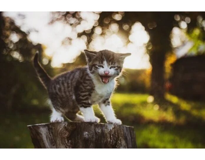 Cat Names Starting with P Cat Names Starting with P