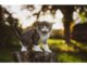200+Top Female Cat Names That Start With P Cat Names Starting with P
